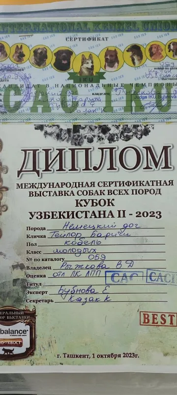 Немецкий ДОГ (вязка) — фото 3