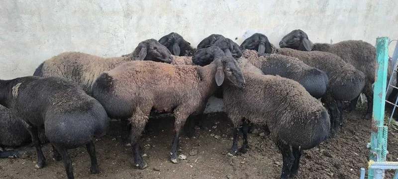 Hisori qo'ylar... 2 Hisori qo'ylar... 2