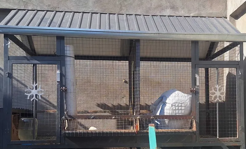 Tovuq katak sotiladi, zamonaviy, g'ildiraklari bor 1
