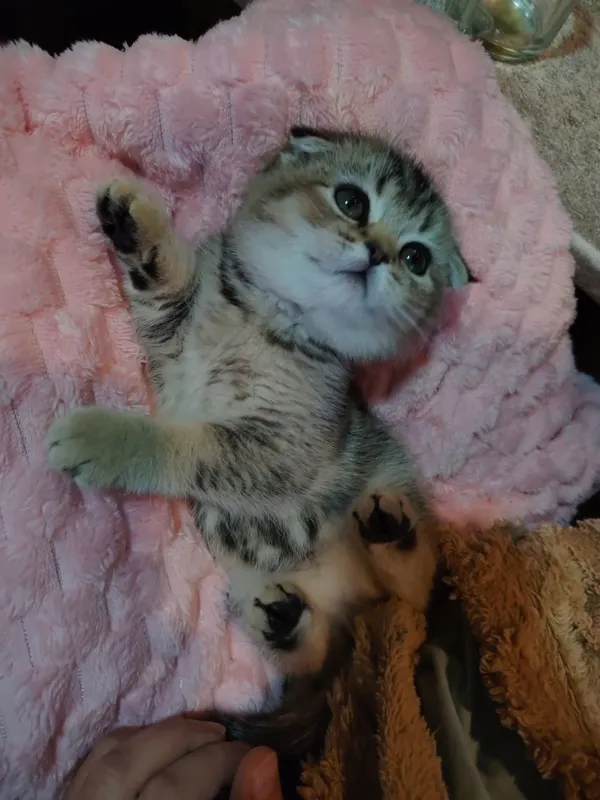 Котята продаю фолд 2 Котята продаю фолд 2