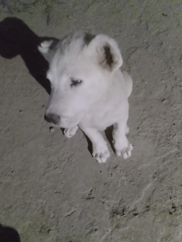 Toza it 2