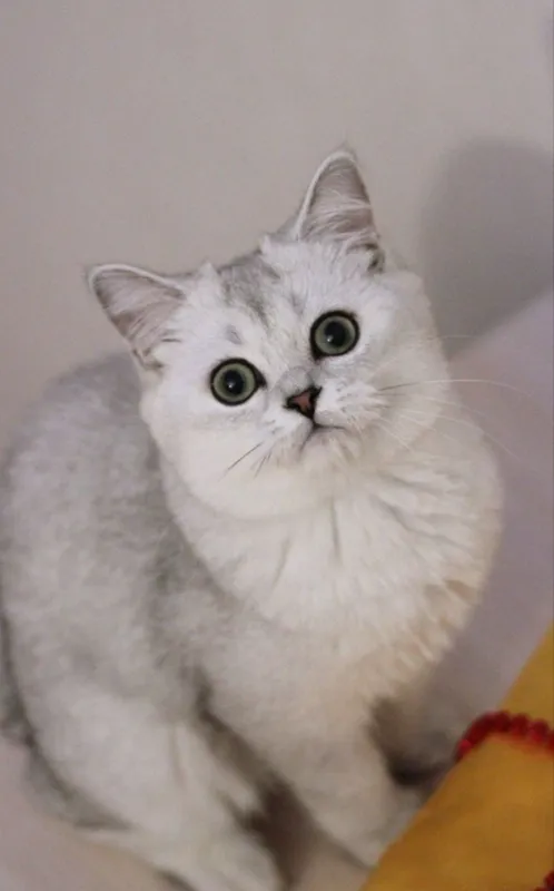 Серебристая шиншилла.