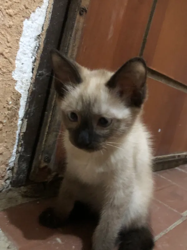 Сиямски кошка 2 Сиямски кошка 2