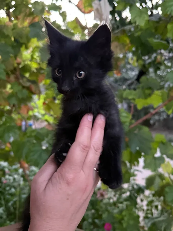 Котята отдам хорошие руки