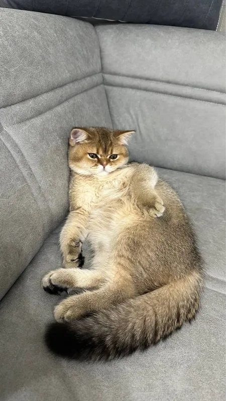Вязка Кот Скотиш Страйт Золотая шиншила — фото 1