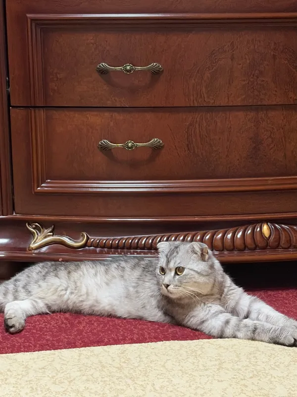 Кот Scottish Fold, 1 год 1