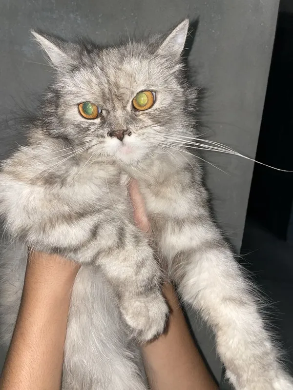 Biritan shinshila