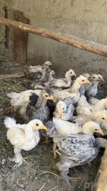 Yaponchalar biramalar bor 1 Yaponchalar biramalar bor 1