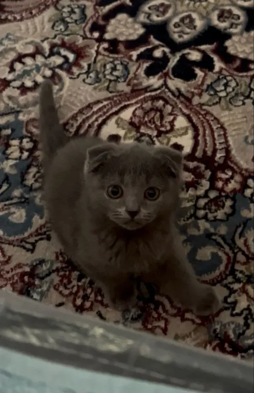 Соф қонли Scottish Fold мушукча сотилади 1 Соф қонли Scottish Fold мушукча сотилади 1