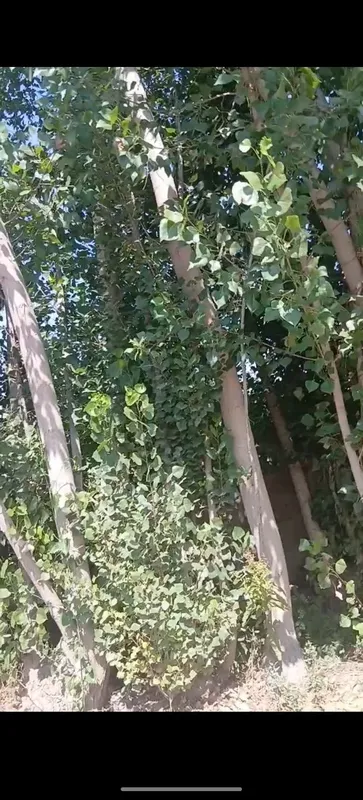 teraklar sotiladi 5 teraklar sotiladi 5