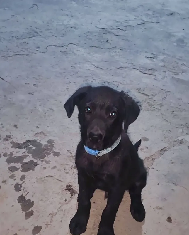 Labrador sotiladi Labrador sotiladi