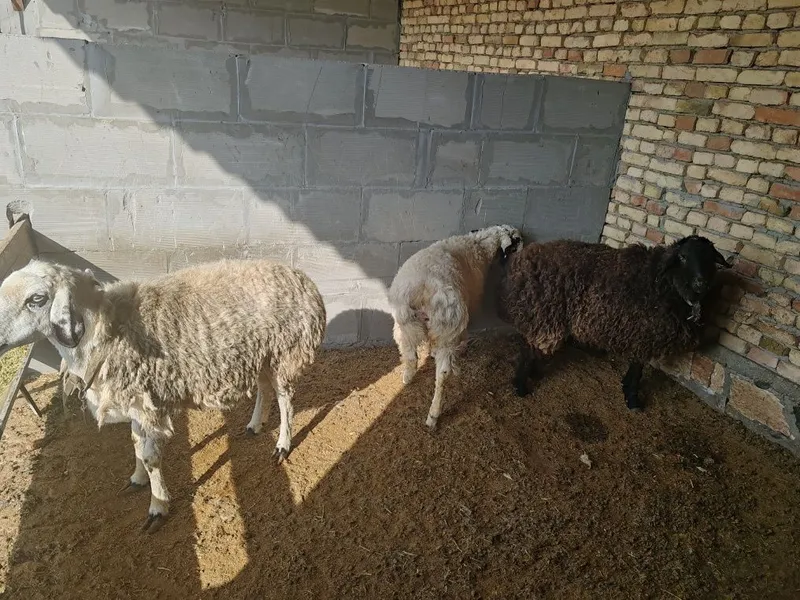 Qo'ylar sotiladi uyda boqilgan Qo'ylar sotiladi uyda boqilgan