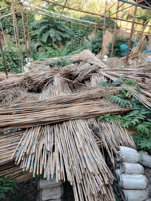 Chiy qamish sotiladi narxi kelishiladi Chiy qamish sotiladi narxi kelishiladi