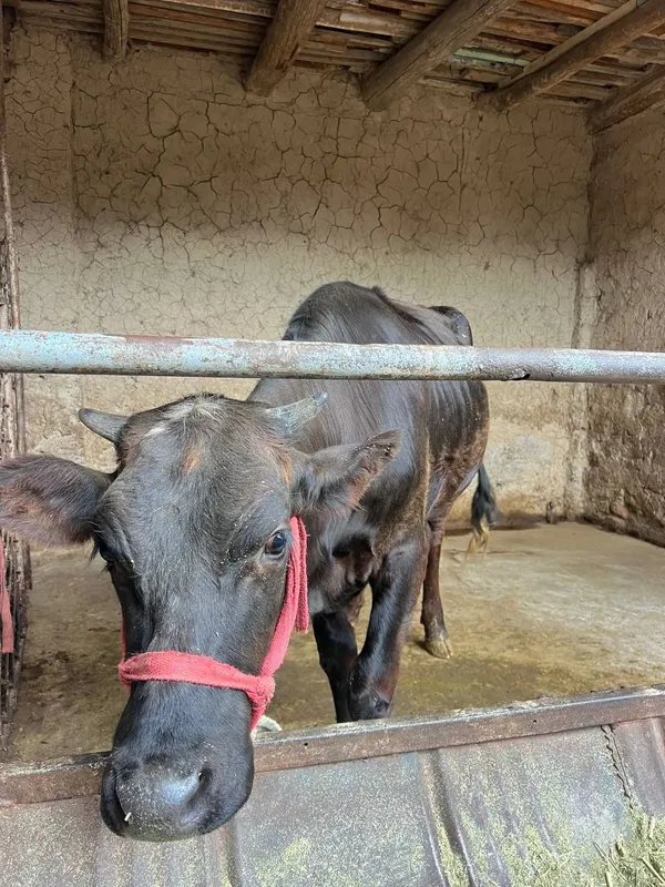 Gunajinlar sotiladi 7
