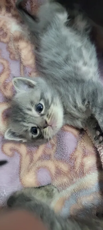 котёнок пароды норвежская лесна — фото 1