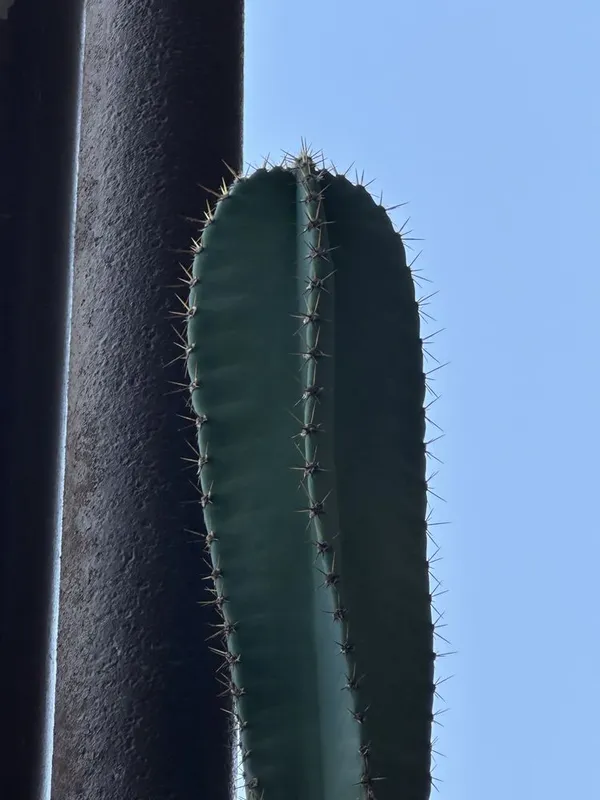 Церус (Cereus repandus / Cereus peruvianus) катус — 2.6 метр 2 Церус (Cereus repandus / Cereus peruvianus) катус — 2.6 метр 2