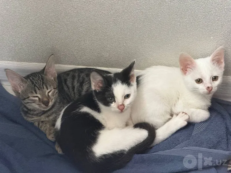 Отдаю в добрые руки кошку 4 Отдаю в добрые руки кошку 4
