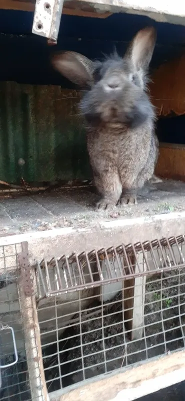 Продаётся кролик годовалый самец — фото 1