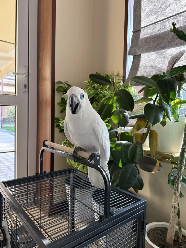 Какаду Голубо Глазый (Blue eyes cockatoo) 5 ойлик куш донга тушкан. — фото 2