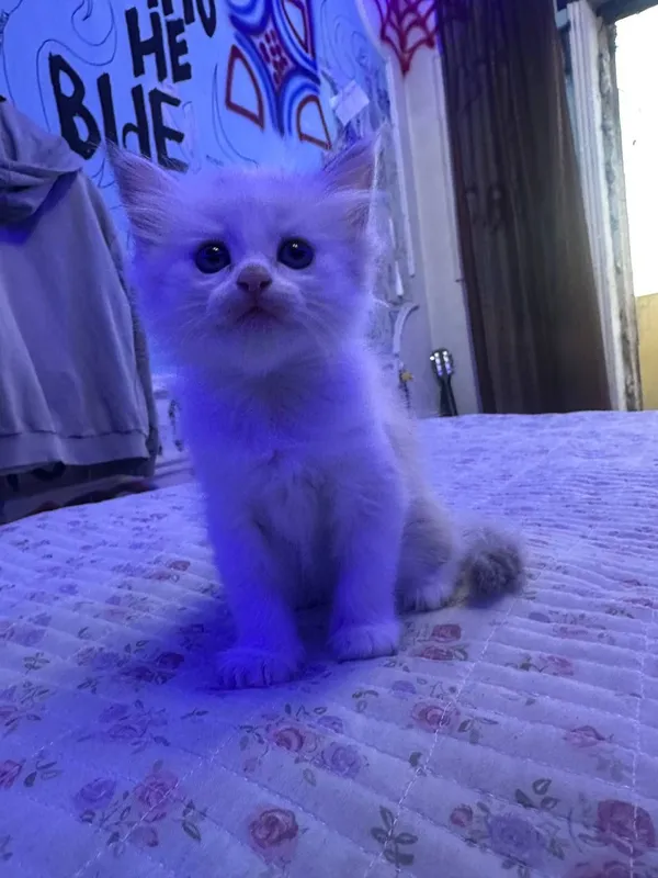 СИБИРСКИЕ КОТЯТА — фото 5