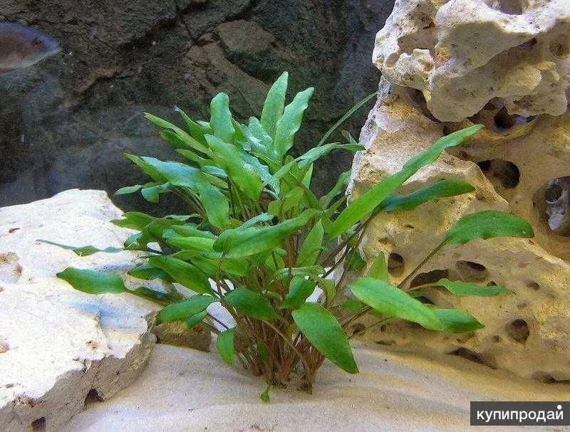 Аквариумное растение криптокорина вендра яркое и сочное растение — фото 2