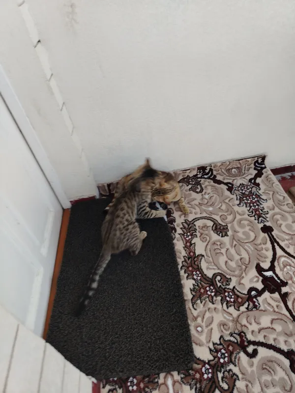 2 кошки (самец и самка), уже 3 года как держу 2 кошки (самец и самка), уже 3 года как держу