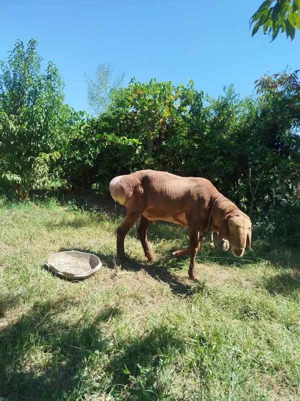 Qoʻchqor sotiladi 6 Qoʻchqor sotiladi 6