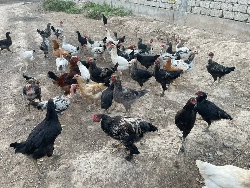 Продам кур и петухов 1 Продам кур и петухов 1