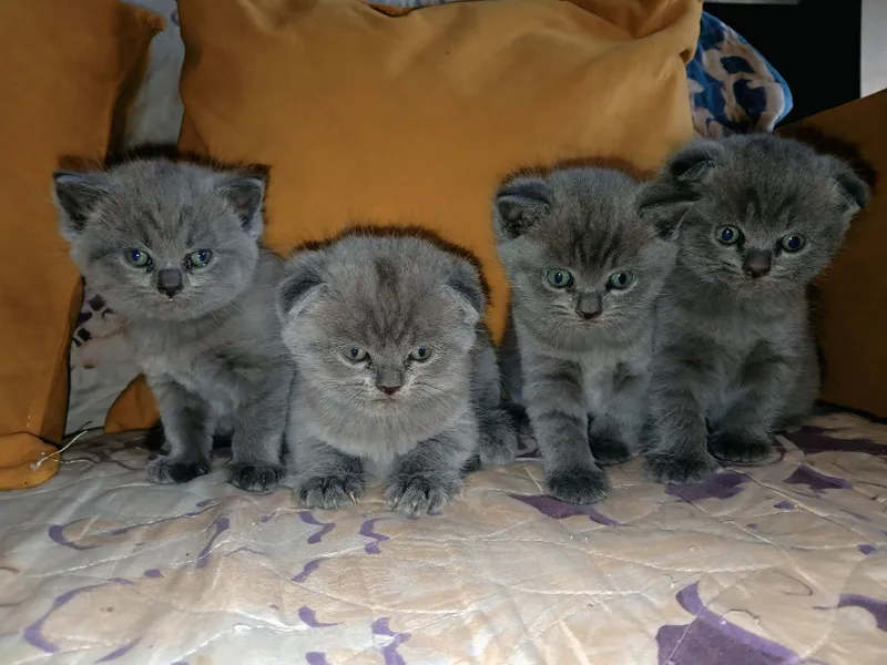Срочно!!! Котятки ищут новый дом
