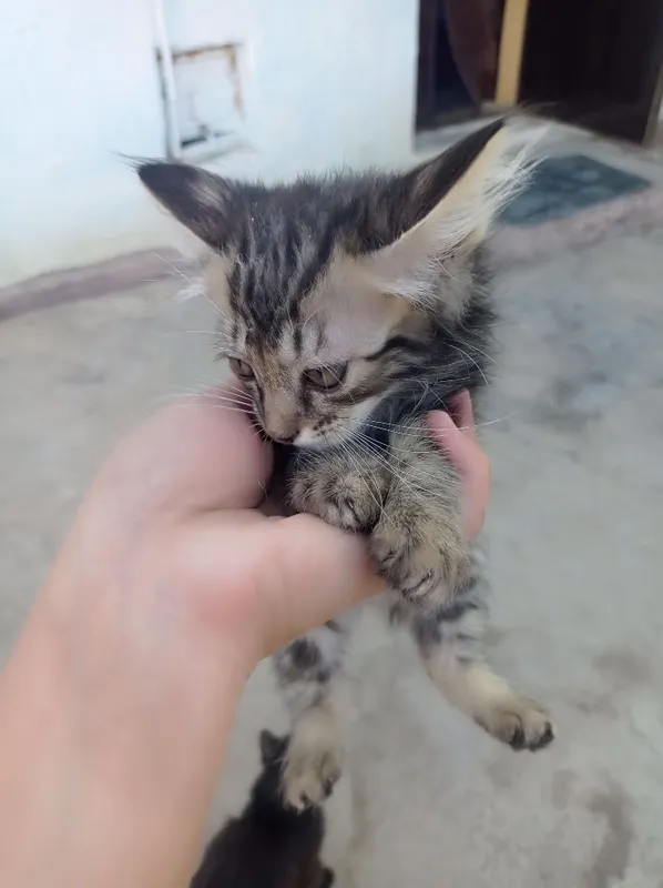 Mushukcha bepul beriladi 5 Mushukcha bepul beriladi 5