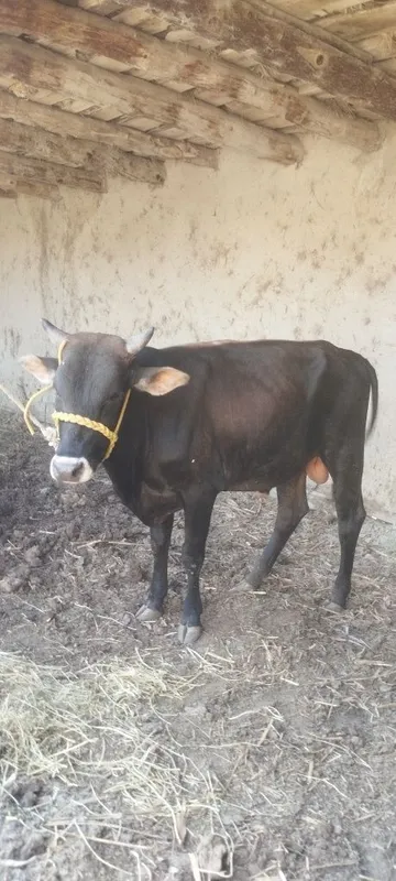 Buqachalar sotiladi yosh sogʻlom buqalar 5