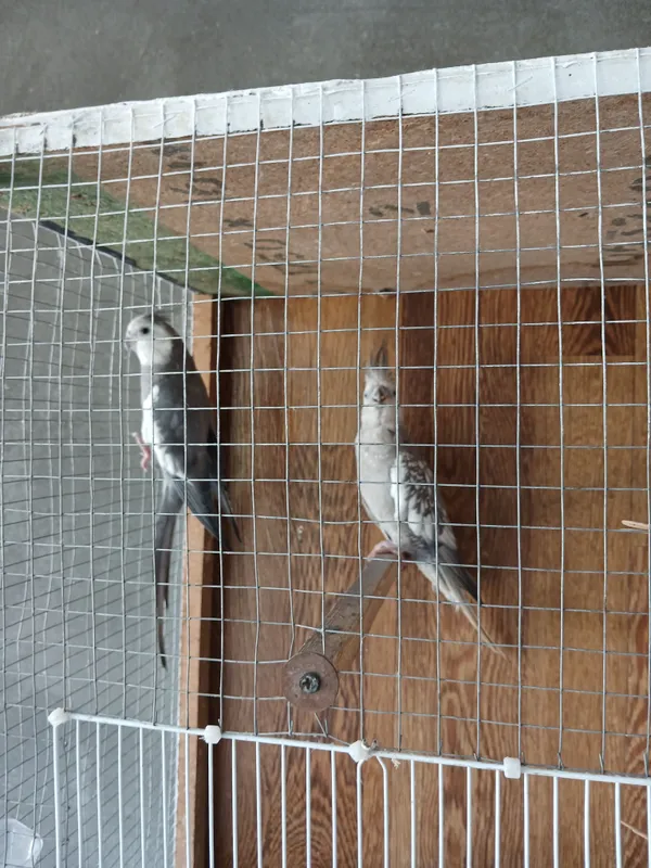 Karella Tõti qush 2