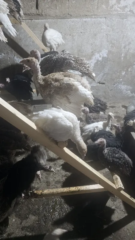 Kurkalani olasiz g'am tashvishga botasiz 3 Kurkalani olasiz g'am tashvishga botasiz 3