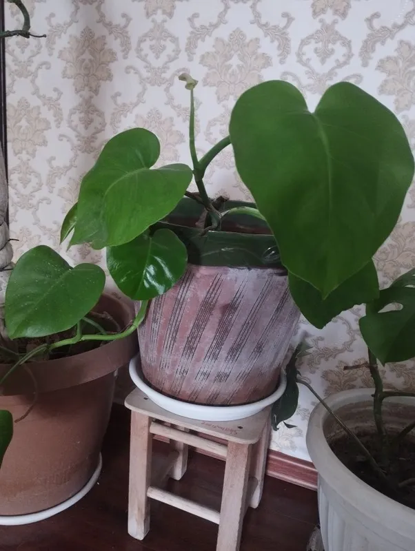 продаётся монстера — фото 2