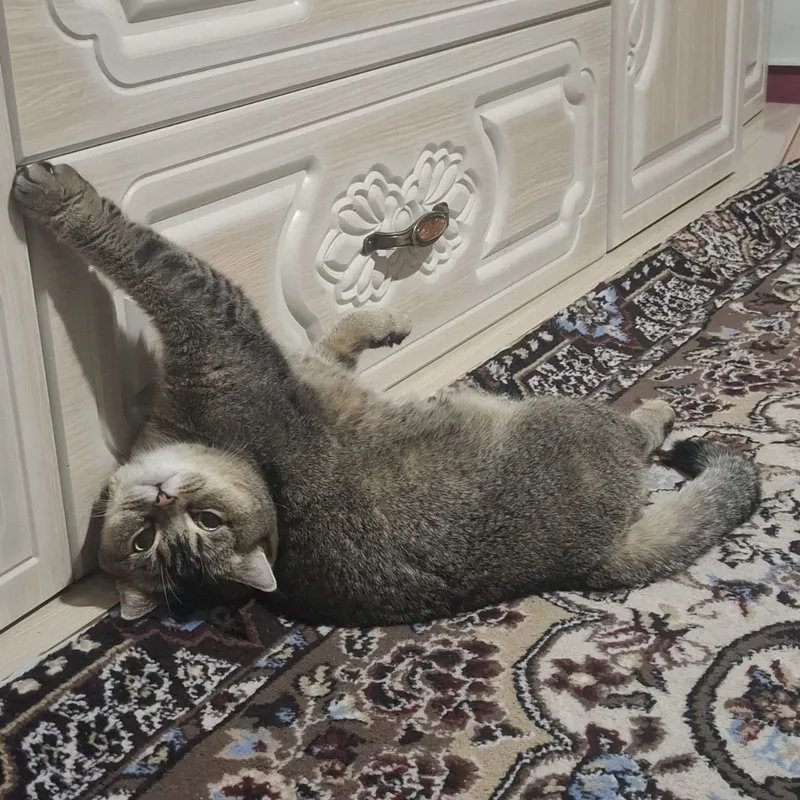Золотоя шеншилла