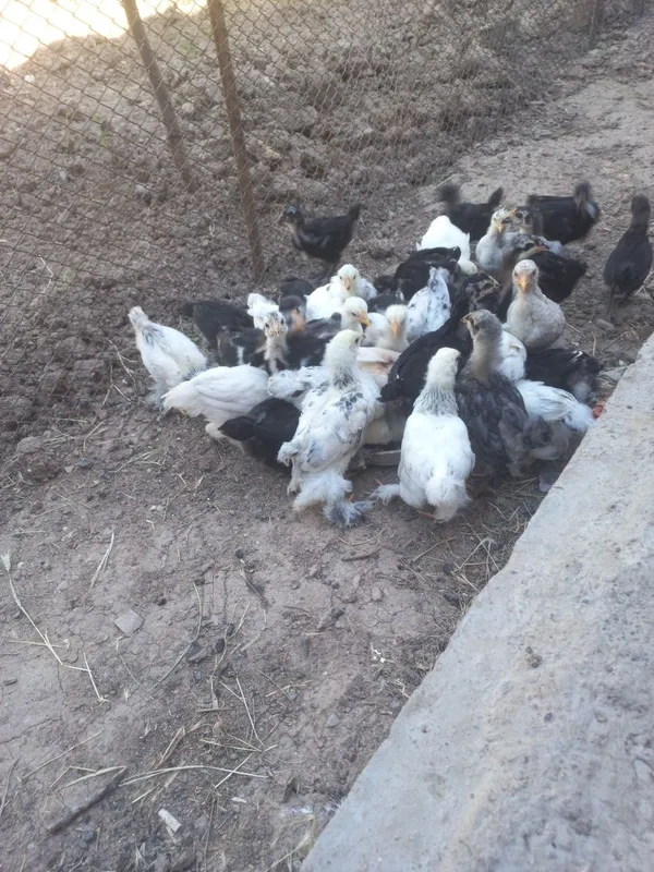 Jo'jalar bor Brama, qorashahzoda, indoutkalar