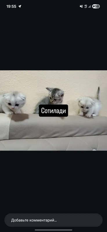 Scotishfold мушулари сотилади 2 ойли