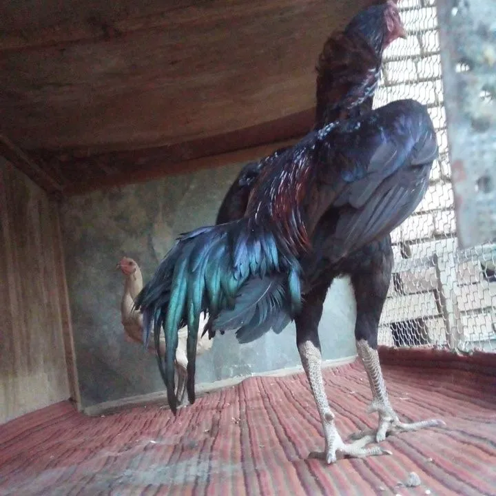 Ganoy dagan zot toza narsala qiziqanla tuhumlari bor — фото 1