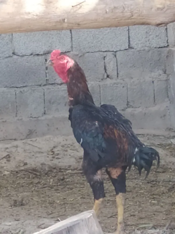 Dakan xoʻroz sotiladi 2