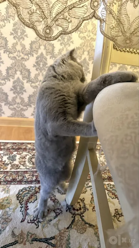 Продаётся шотландский котёнок 3 Продаётся шотландский котёнок 3