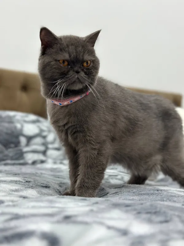 Exotic Shorthair — фото 1
