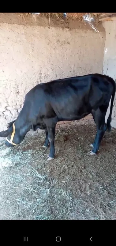 Qora sigir soģlom 100%