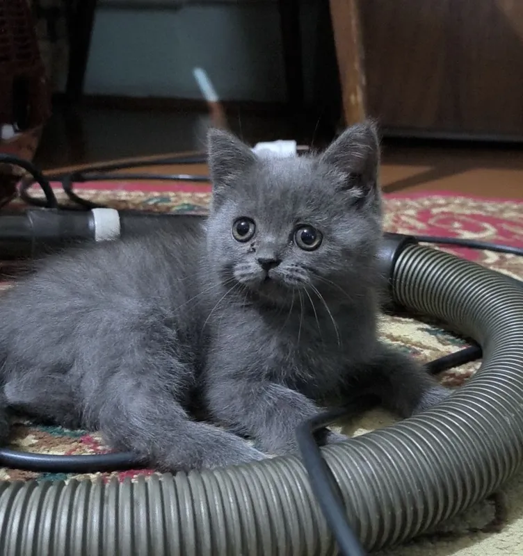 Продаю котят чистой породы 2
