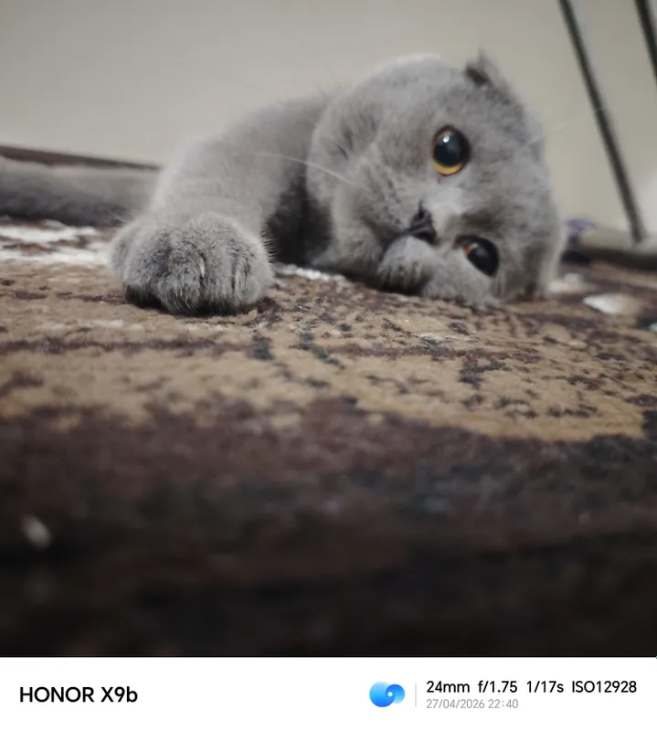 Scottish Fold Britanskiy — фото 5