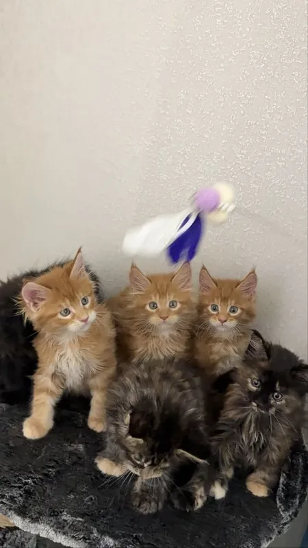 Премиальные котята Maine Coon | Элитная порода 5 Премиальные котята Maine Coon | Элитная порода 5