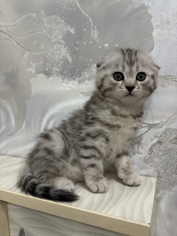 Котёнок 2 Котёнок 2