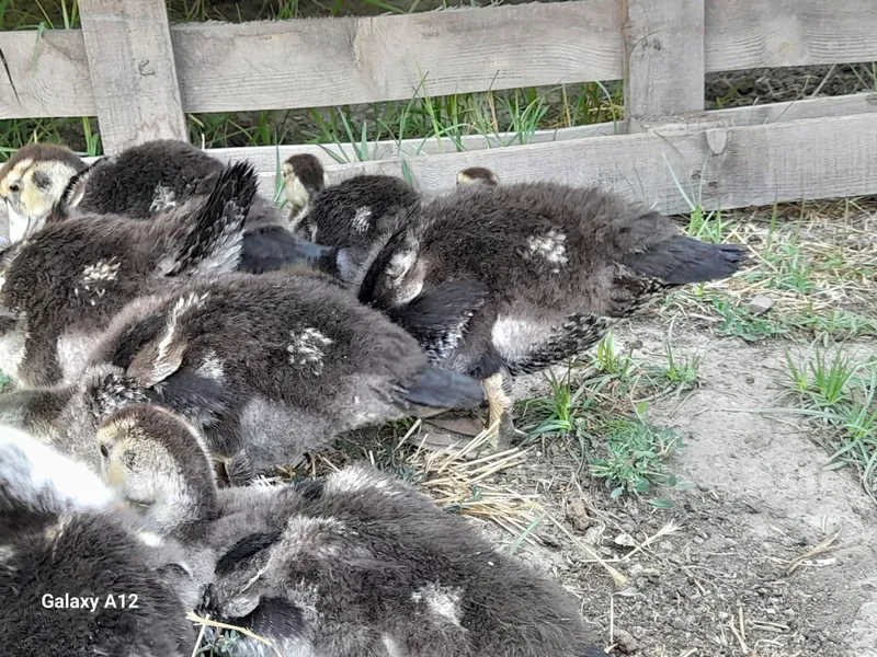 indoutka jo‘jalari sotiladi 10ta srochna sotiladi 1