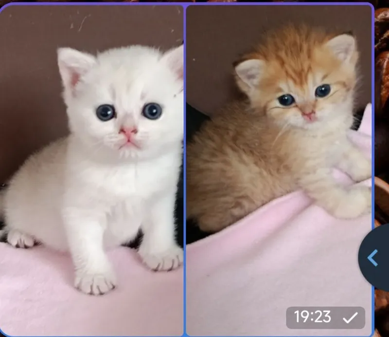 Британские котята Британские котята
