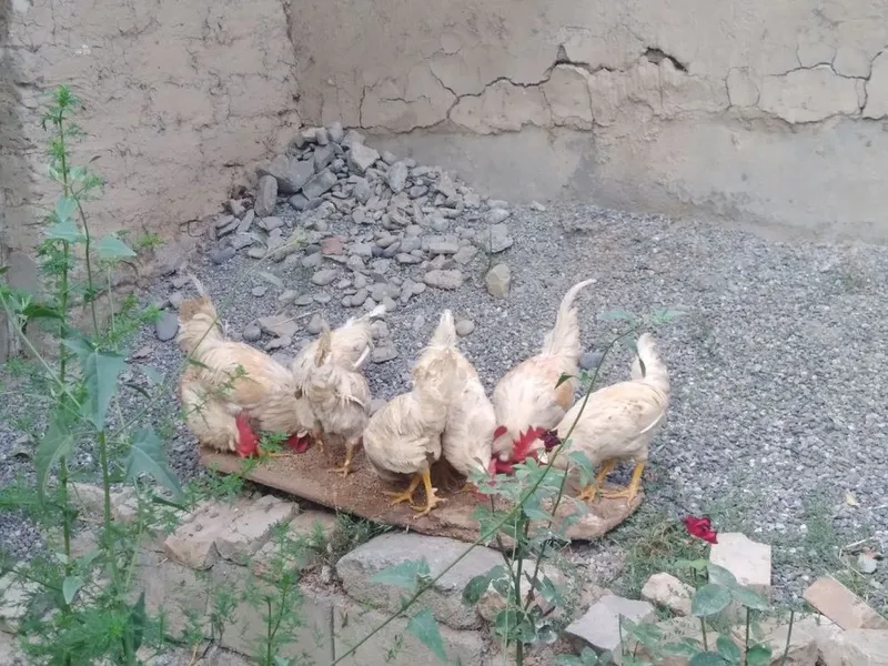 Xoʻroz sotiladi samarqand 6 Xoʻroz sotiladi samarqand 6