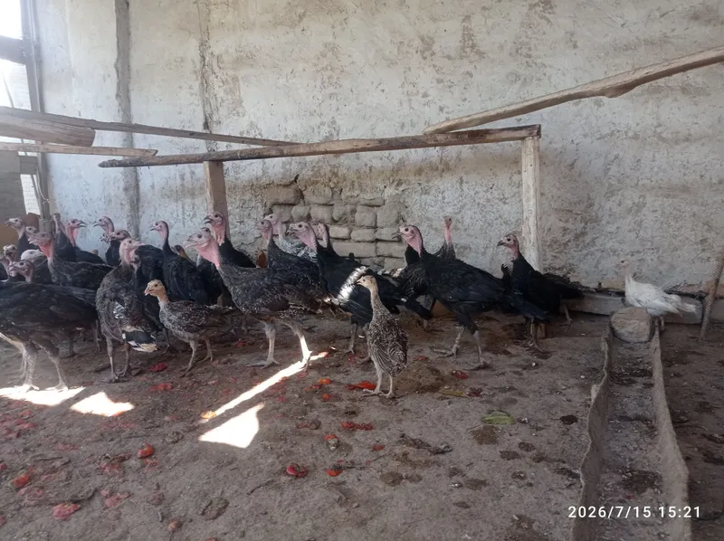 Индук 4 ойлик ургачда 5 Индук 4 ойлик ургачда 5